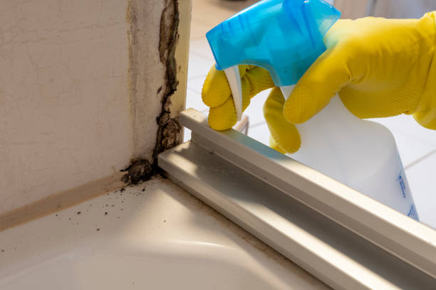 Office Mold Removal Services in Bunker Hill Village, TX