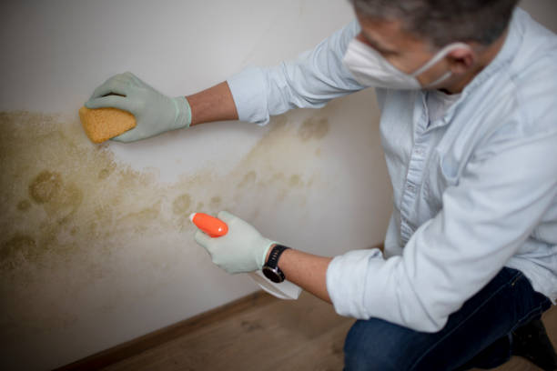 Best Certified Mold Removal  in Bunker Hill Village, TX