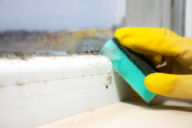 Best Fast Mold Removal  in Bunker Hill Village, TX