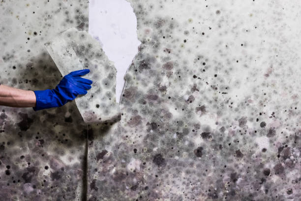 Best Mold Testing  in Bunker Hill Village, TX