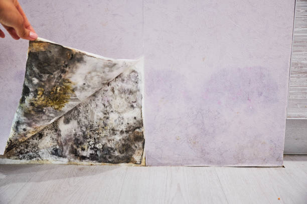 Best Residential Mold Removal  in Bunker Hill Village, TX